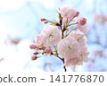 Cherry Blossoms	 141776870