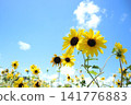 sunflower	 141776883