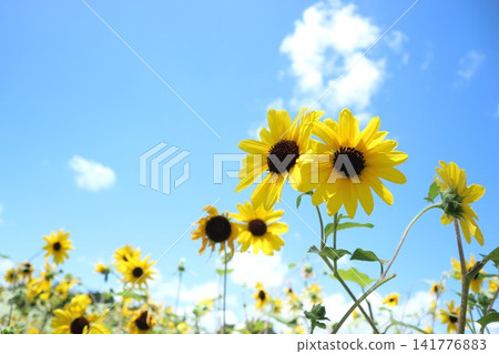 sunflower sunflower 141776883