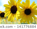 sunflower	 141776884