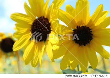 sunflower	 141776884