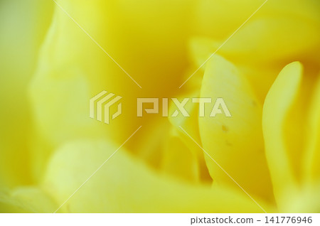The rose I saw someday The rose I saw someday 141776946