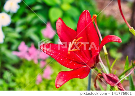 夏天的花朵 夏天的花朵 141776961