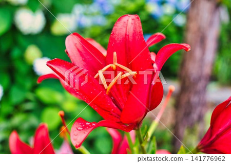夏天的花朵 夏天的花朵 141776962
