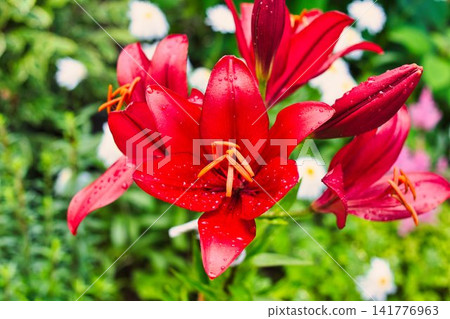 夏天的花朵 夏天的花朵 141776963