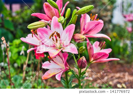 Summer flowers Summer flowers 141776972