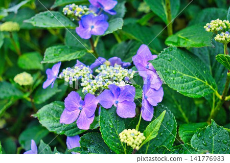 夏天的花朵 夏天的花朵 141776983