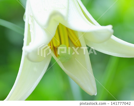 Easter lilies after the rain, macro photography, summer nature scene. Easter lilies after the rain, macro photography, summer nature scene. 141777042