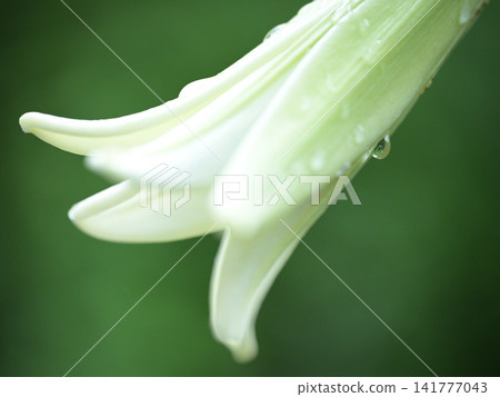 Easter lilies after the rain, macro photography, summer nature scene. Easter lilies after the rain, macro photography, summer nature scene. 141777043