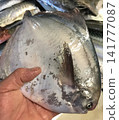 手中拿著一條新鮮的日本油甘魚。 141777087