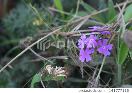 Flower Flower 141777116