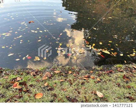 這是泛著漣漪的水,漂浮在落葉上,位於青森縣弘前市弘前公園弘前城的護城河。 這是泛著漣漪的水,漂浮在落葉上,位於青森縣弘前市弘前公園弘前城的護城河。 141777121