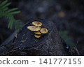 一片靜謐的森林，樹樁上長滿了成簇的蘑菇。 141777155