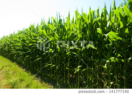 Corn field Corn field 141777190