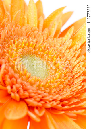 Gerbera flower Gerbera flower 141777285