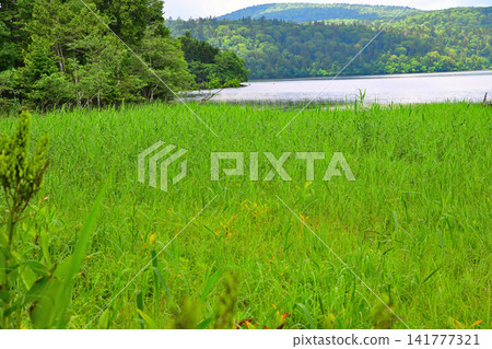 View from Oze Marshland in Ozenuma: A summer scene. View from Oze Marshland in Ozenuma: A summer scene. 141777321