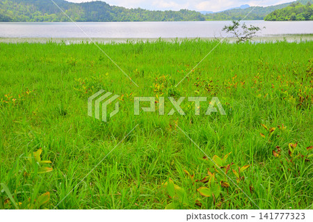從尾瀨沼尾瀨濕地眺望:夏日景色。 從尾瀨沼尾瀨濕地眺望:夏日景色。 141777323