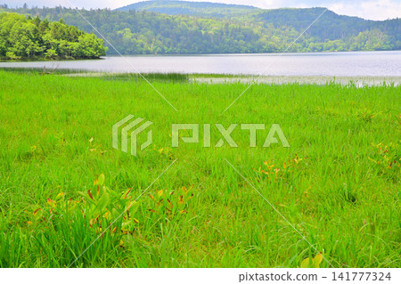 View from Oze Marshland in Ozenuma: A summer scene. View from Oze Marshland in Ozenuma: A summer scene. 141777324