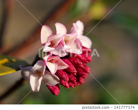 Ecological photographs of daphne flowers Ecological photographs of daphne flowers 141777374