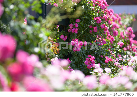 Rose garden in full bloom Rose garden in full bloom 141777900