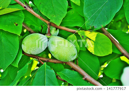 Large pawpaw fruit (summer, August) Large pawpaw fruit (summer, August) 141777917