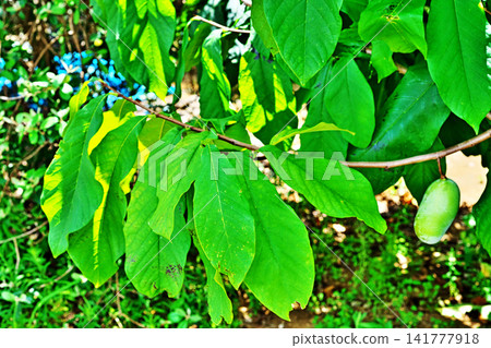 Pawpaw leaves and fruit (summer, August) Pawpaw leaves and fruit (summer, August) 141777918