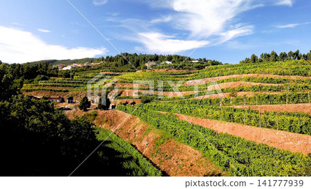 Aerial View of Terraced Vineyards on a Sunny Hillside Aerial View of Terraced Vineyards on a Sunny Hillside 141777939