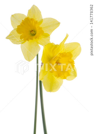 Jonquil flowers Jonquil flowers 141778362