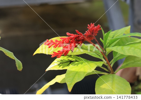 Red flowers of Indian jasmine Red flowers of Indian jasmine 141778433