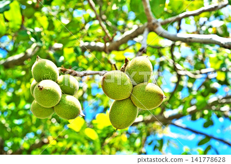 Large Japanese walnuts (summer, August) Large Japanese walnuts (summer, August) 141778628