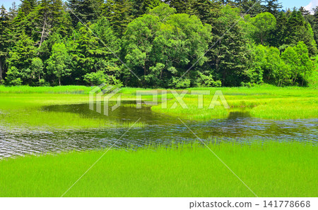 綠奧茲沼澤:夏日景象 綠奧茲沼澤:夏日景象 141778668