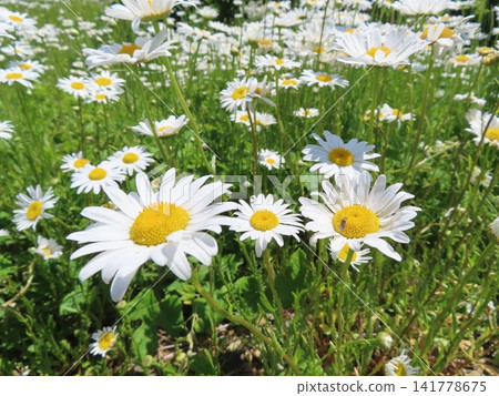 White flowers that bloom in early summer White flowers that bloom in early summer 141778675