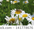 蜜蜂棲息在花朵上，身上沾滿了花粉。 141778676