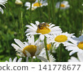 蜜蜂棲息在花朵上，身上沾滿了花粉。 141778677