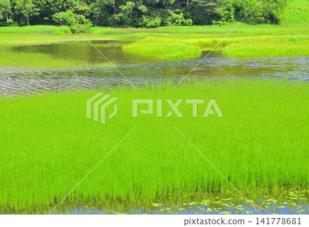 Green Oze Marshland: A Summer Scene Green Oze Marshland: A Summer Scene 141778681