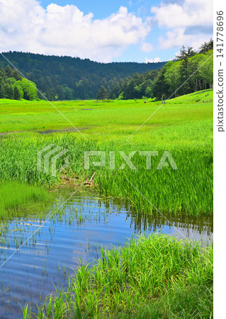 奧澤沼澤地的翠綠:夏日景象 奧澤沼澤地的翠綠:夏日景象 141778696