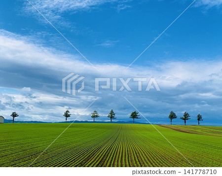 藍天與大地之間的樹木 藍天與大地之間的樹木 141778710