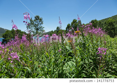 Lake Nozori in summer, a colony of fireweed, and a flower field at the campsite Lake Nozori in summer, a colony of fireweed, and a flower field at the campsite 141778753