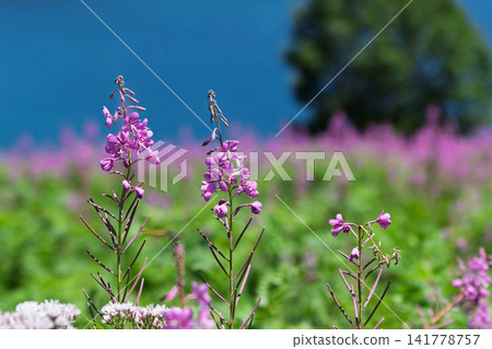 Lake Nozori in summer, a colony of fireweed, and a flower field at the campsite Lake Nozori in summer, a colony of fireweed, and a flower field at the campsite 141778757