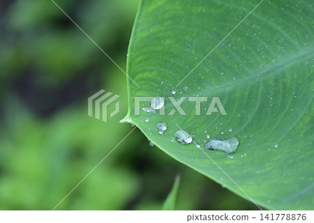 Water collected in taro leaves Water collected in taro leaves 141778876