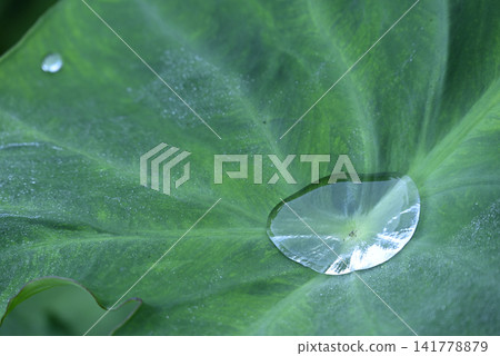 Water collected in taro leaves Water collected in taro leaves 141778879