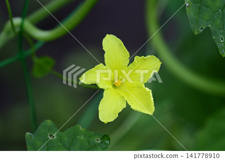 黃苦瓜花 黃苦瓜花 141778910