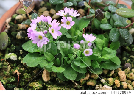 報春花(Primula japonica)的特寫照片 報春花(Primula japonica)的特寫照片 141778939