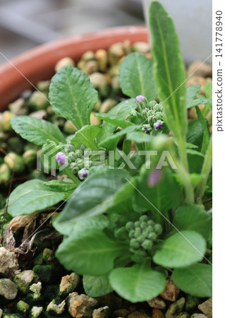 報春花花苞的特寫。 報春花花苞的特寫。 141778940