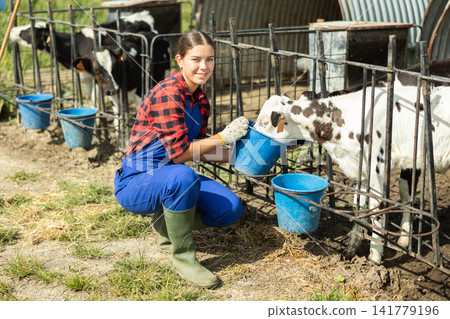 Girl engaged in cow breeding, caring for small calves in open stall, watering them from bucket Girl engaged in cow breeding, caring for small calves in open stall, watering them from bucket 141779196