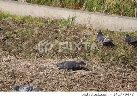 A flock of rock pigeons looking for food in the rice fields A flock of rock pigeons looking for food in the rice fields 141779478