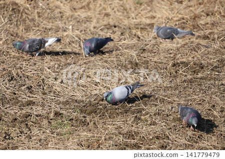 A flock of rock pigeons looking for food in the rice fields A flock of rock pigeons looking for food in the rice fields 141779479