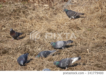 A flock of rock pigeons looking for food in the rice fields A flock of rock pigeons looking for food in the rice fields 141779480