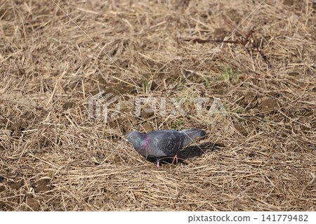Rock doves searching for food in a rice paddy Rock doves searching for food in a rice paddy 141779482