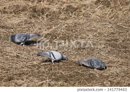 A flock of rock pigeons looking for food in the rice fields A flock of rock pigeons looking for food in the rice fields 141779483